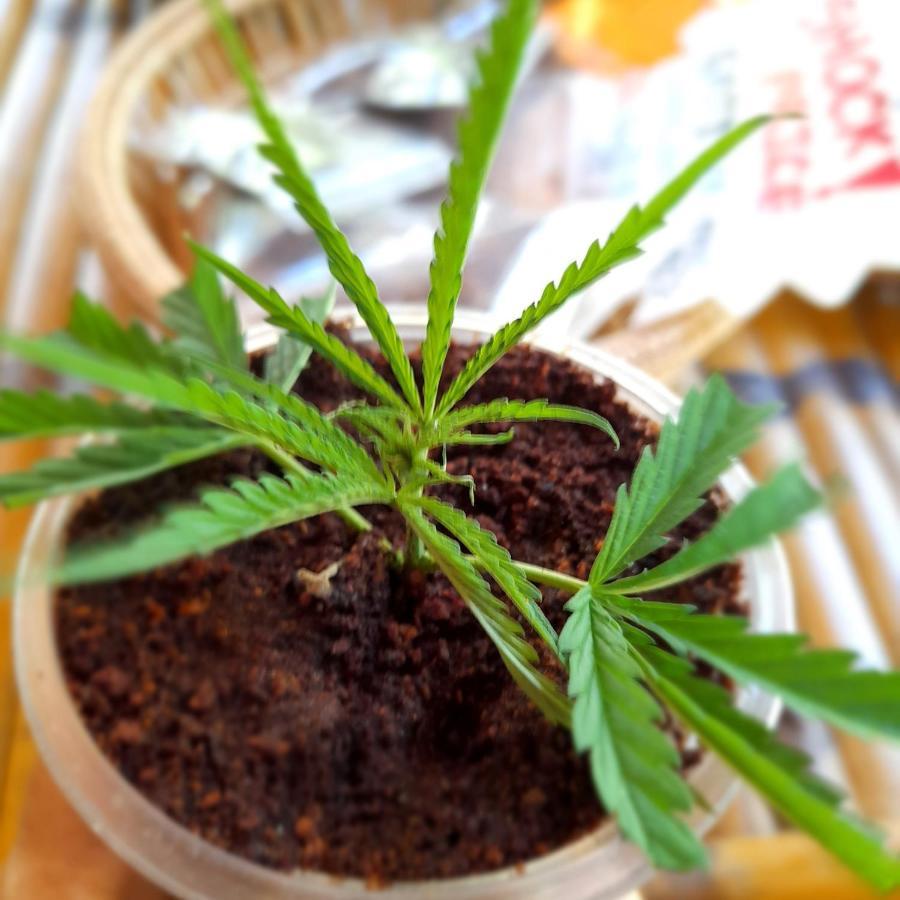 فندق Ganja Gardens Camping Ban Nua المظهر الخارجي الصورة
